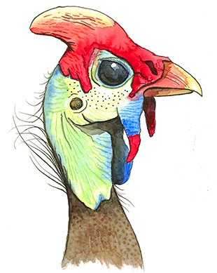 Watercolor Sketchbook Birds